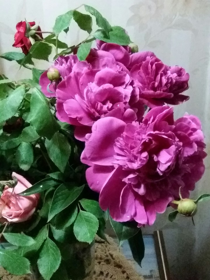 pion