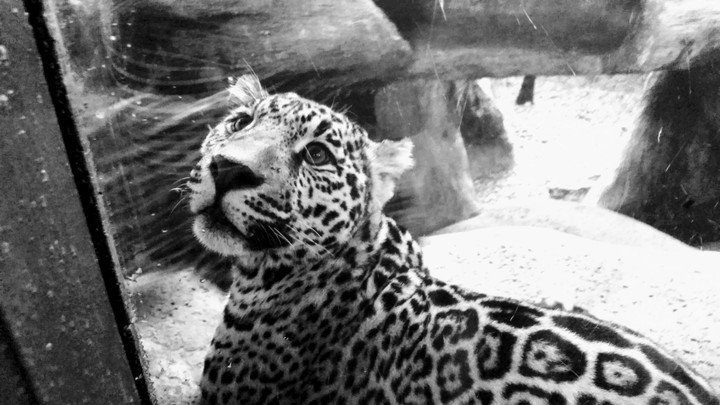 Majestic