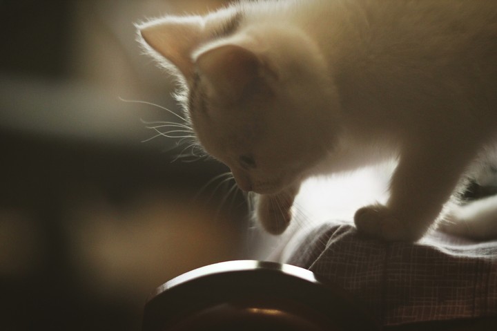 Kitty