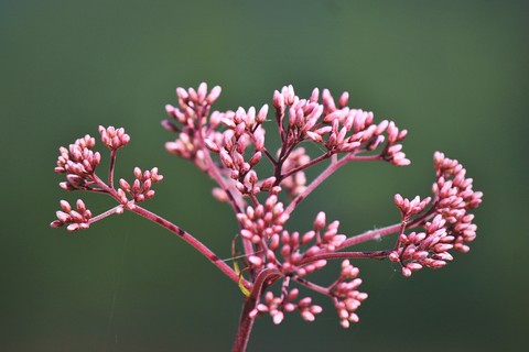 dill