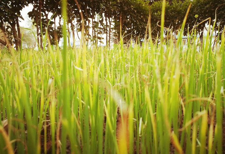 grass