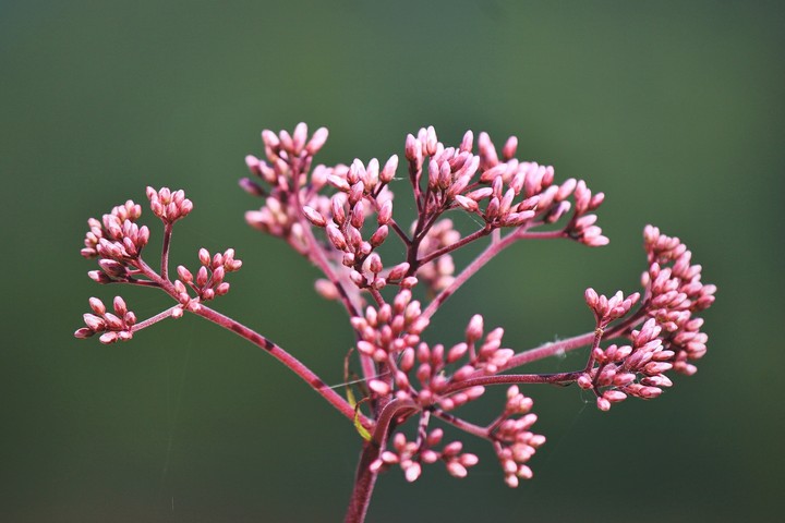 dill