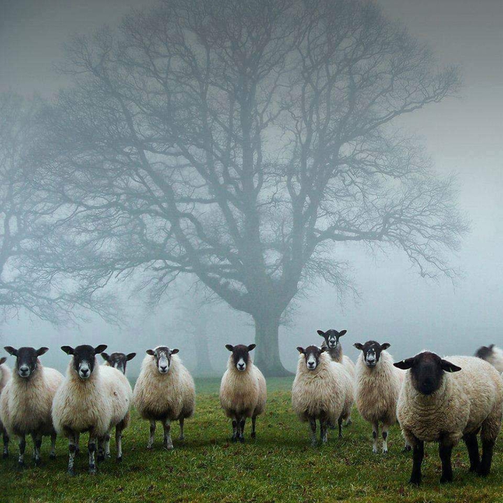 lamb