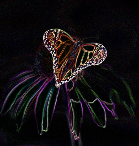 Monarch Butterfly on Echinacea