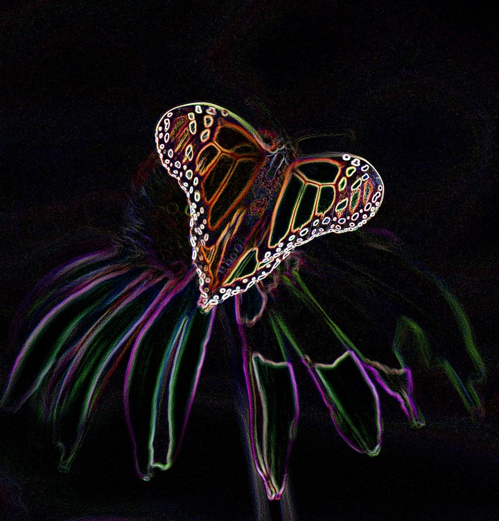 Monarch Butterfly on Echinacea