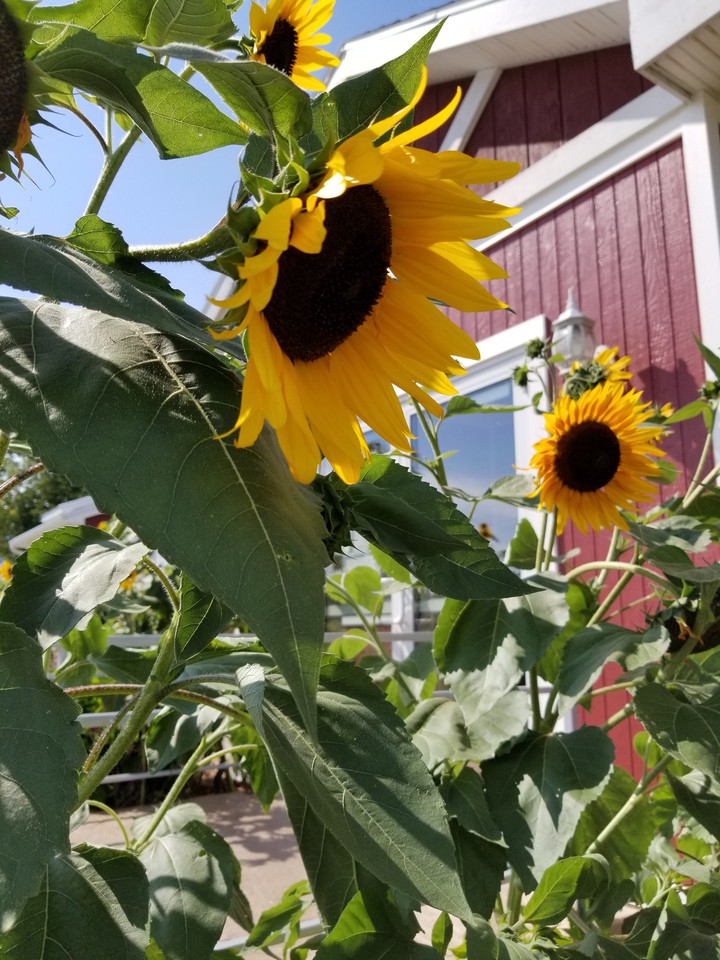 Sunflower