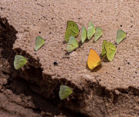 шпалери Yellow, brimstones