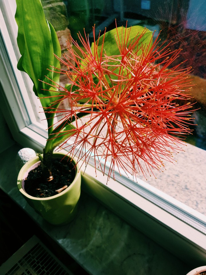 Pusteblume