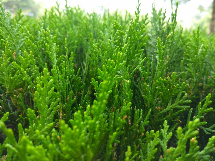 Shrubs