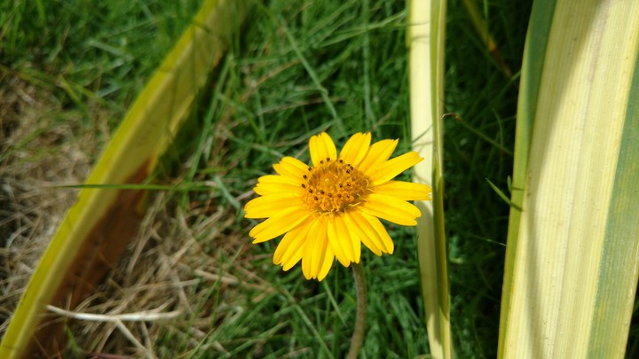 green n yellow