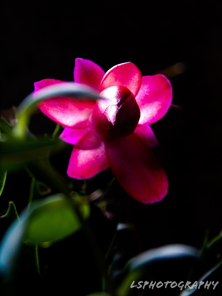 Flor de maio.