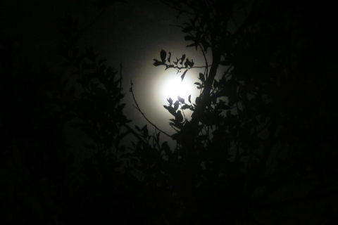 The moon