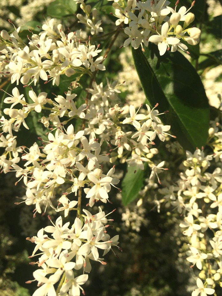 flora