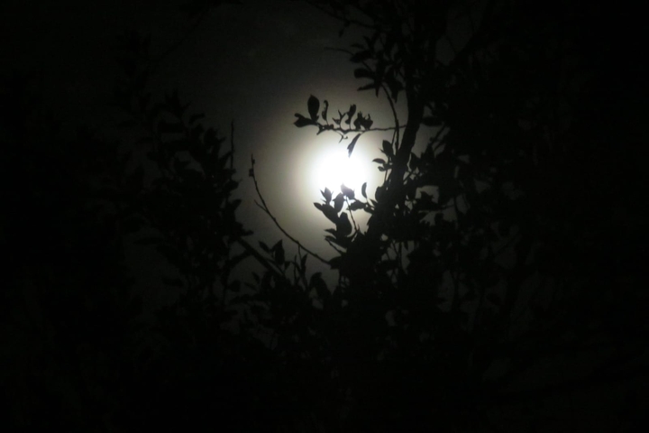 The  moon