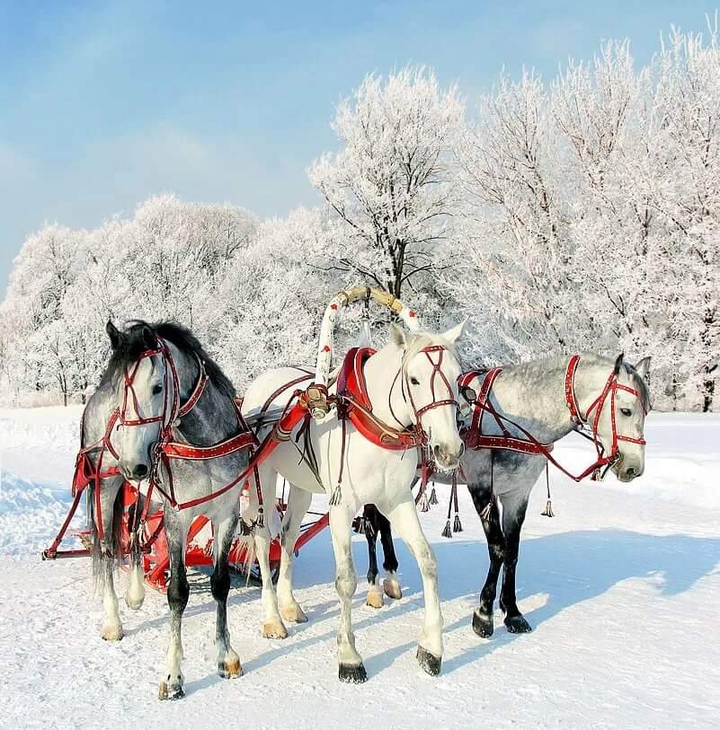 РОССИЯ ??