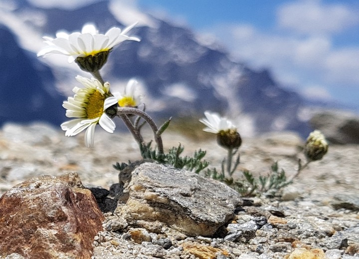 alpen blumen im sommer