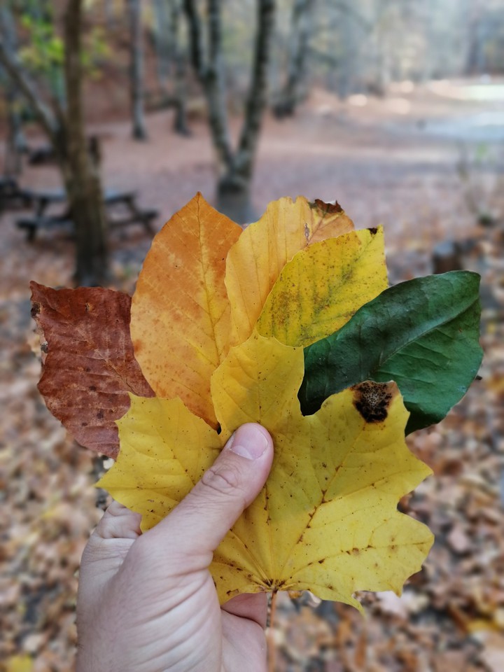 autumn