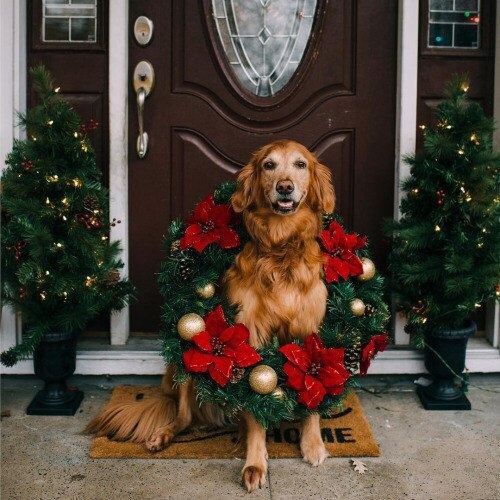 xmas dog