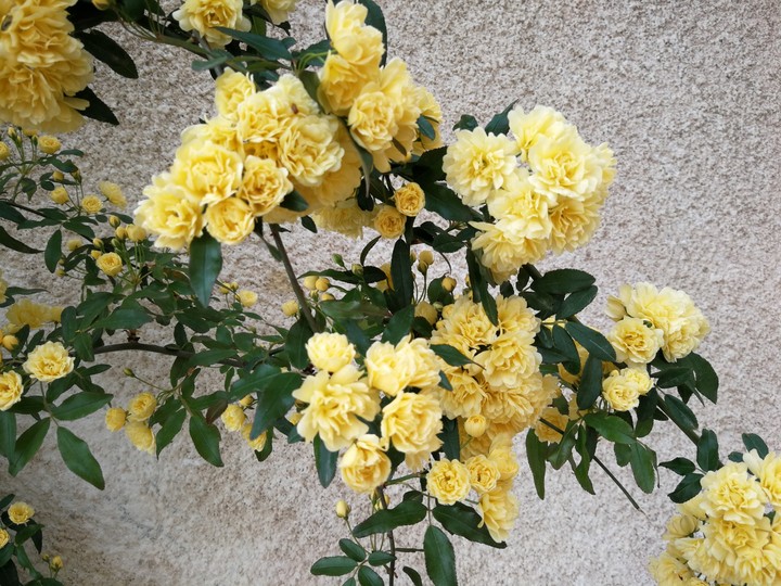 yellow flowers