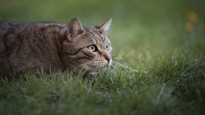 cats