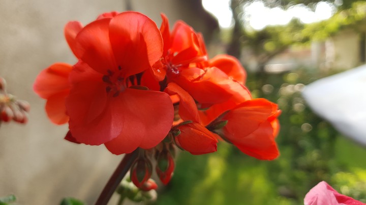 red flower