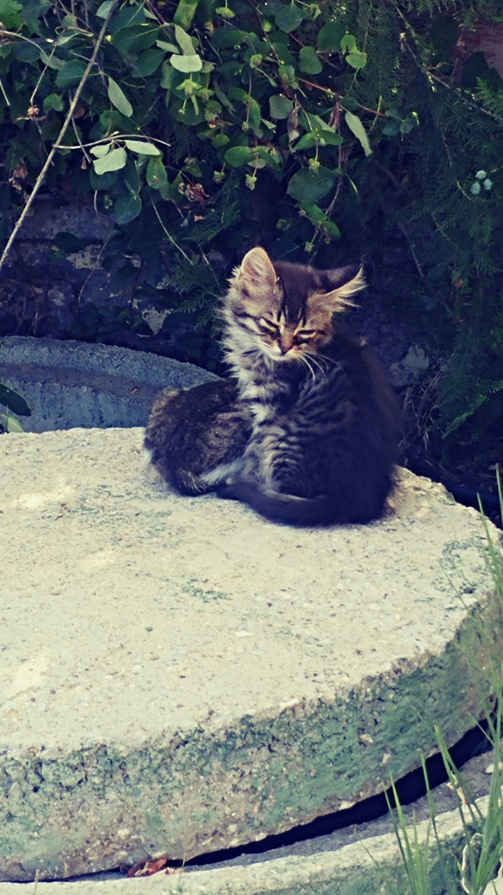 sleepy kitty