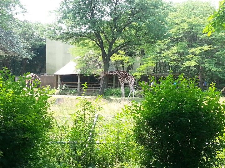 Giraffes