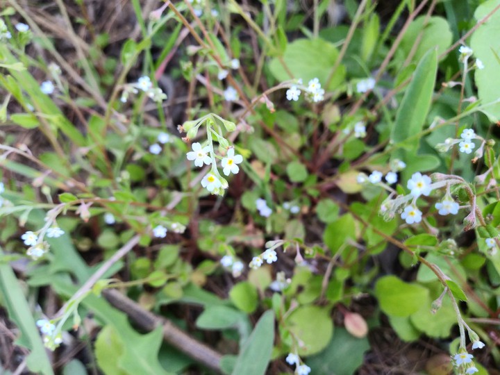 little blue flowers