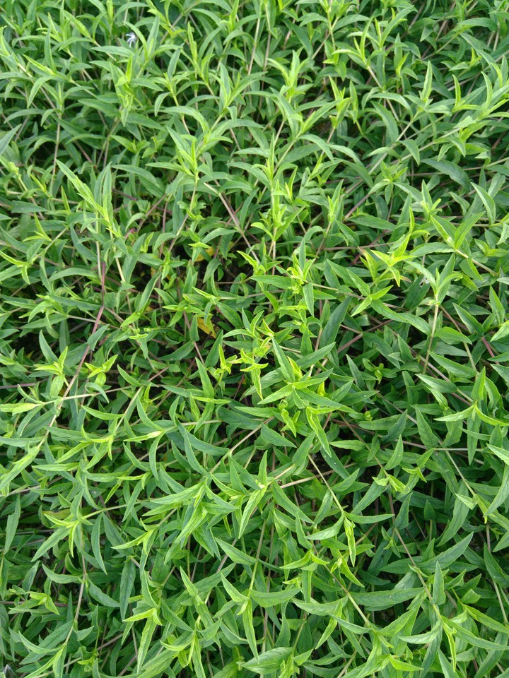greenery