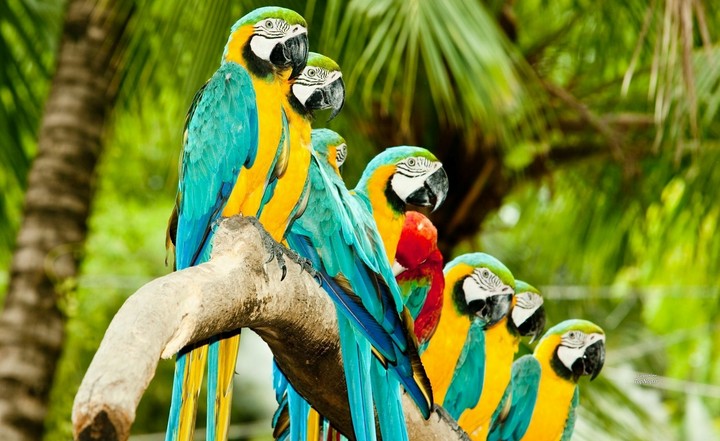 BRAZIL