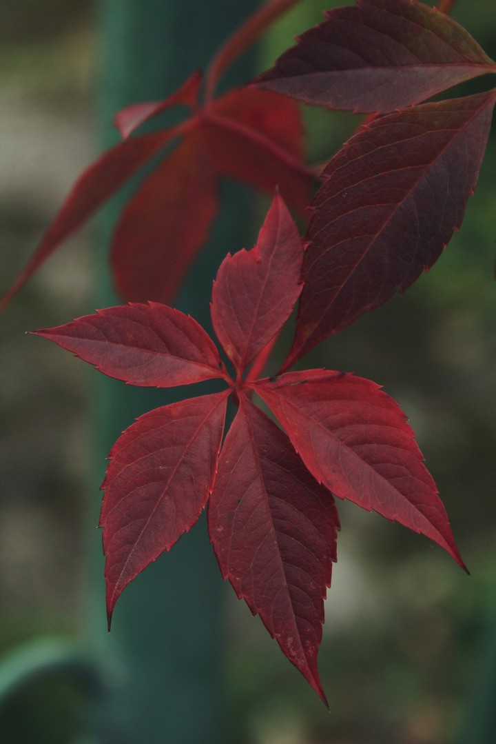red leaf