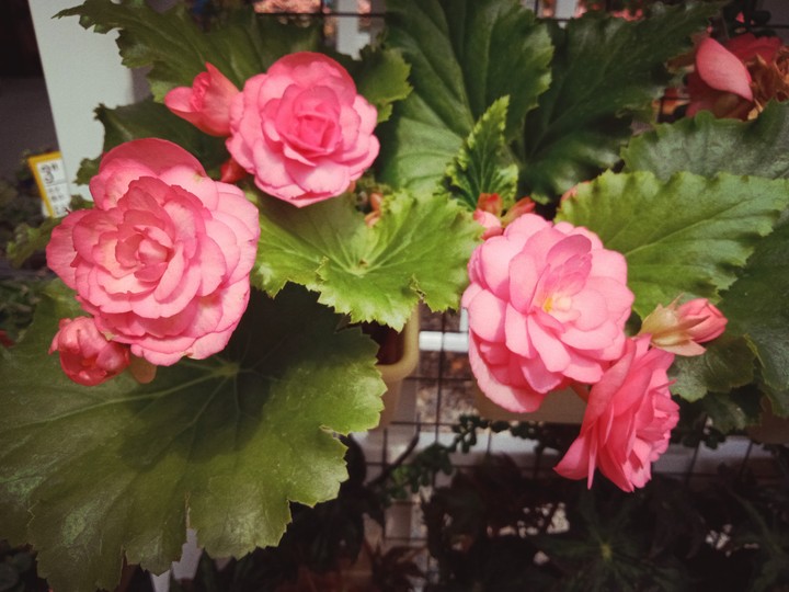 逛花市