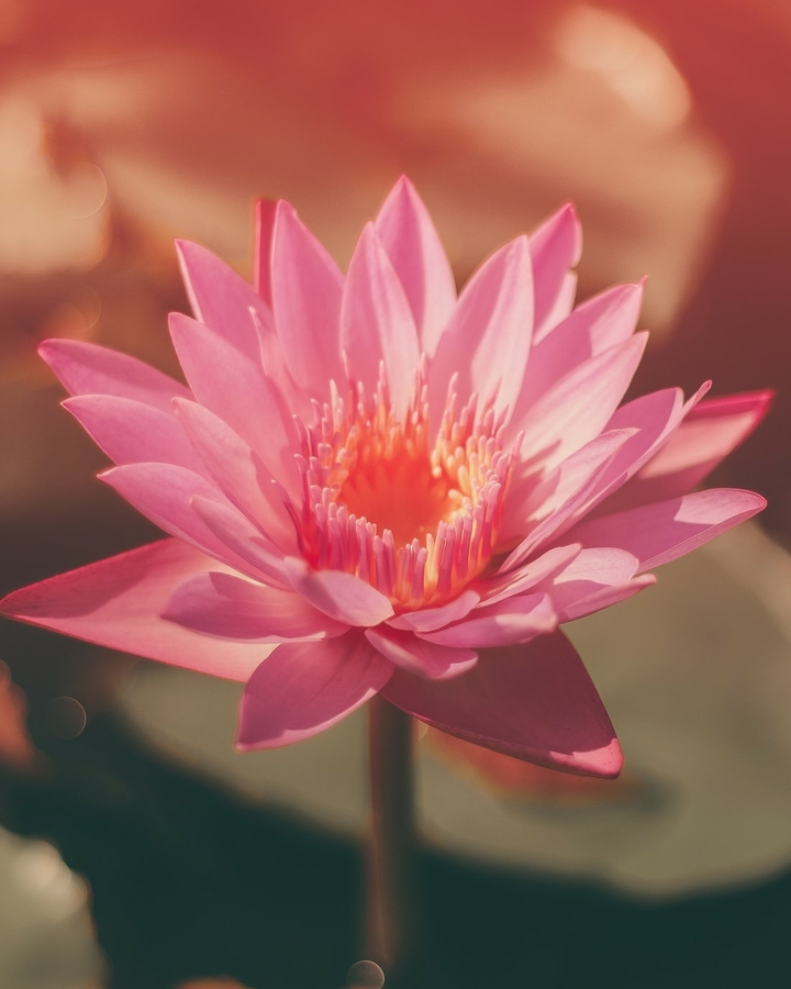 lotus
