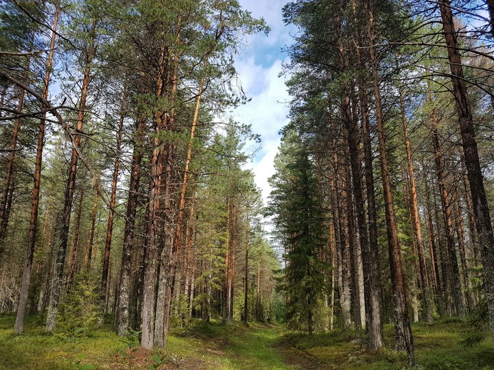 forest