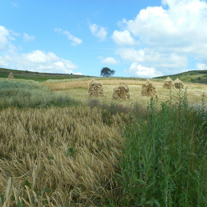 cerbona