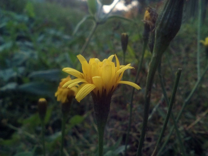 #flowers