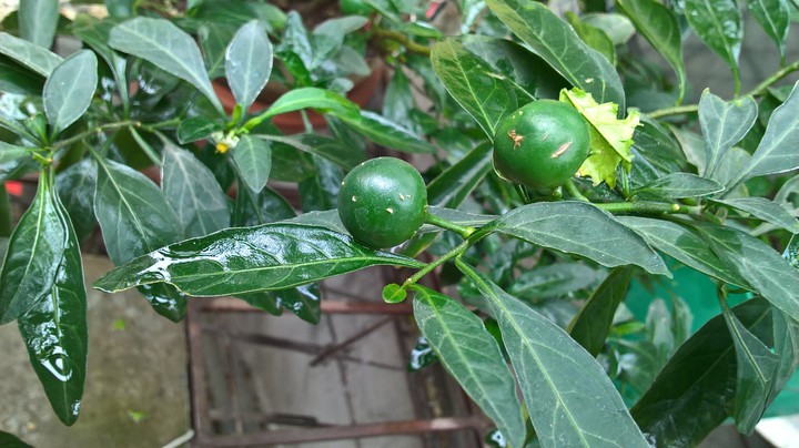 Chillies