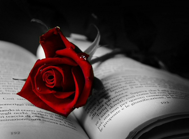 red rose