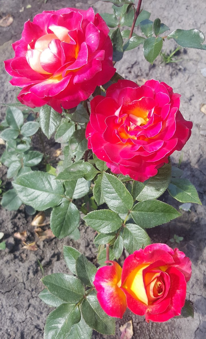 розы