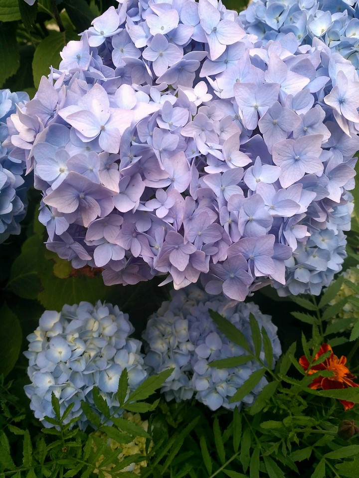 Hydrangea (no filters)