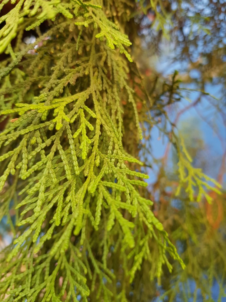 Pine Leaf