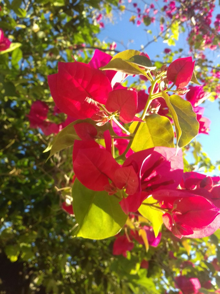 Flor Três Marias