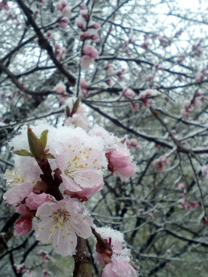 apricot in the snow