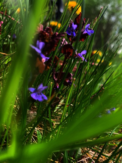 tapety vegetation, closeup