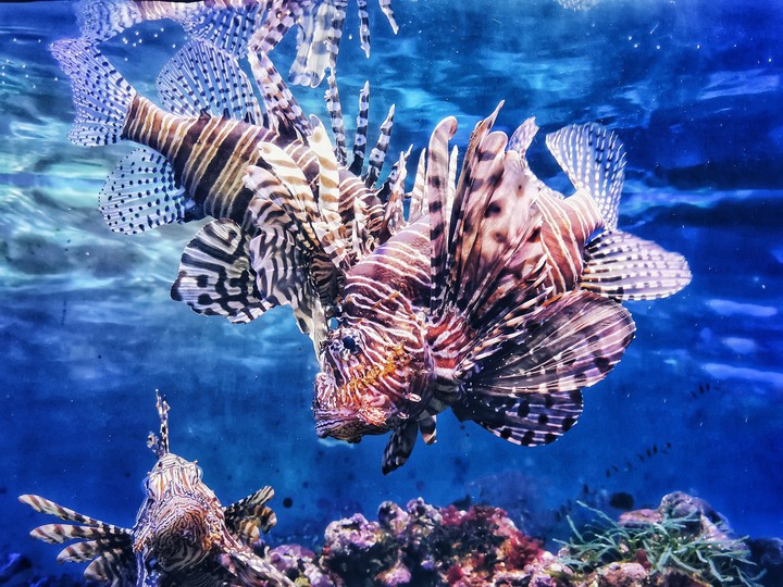 oceanarium
