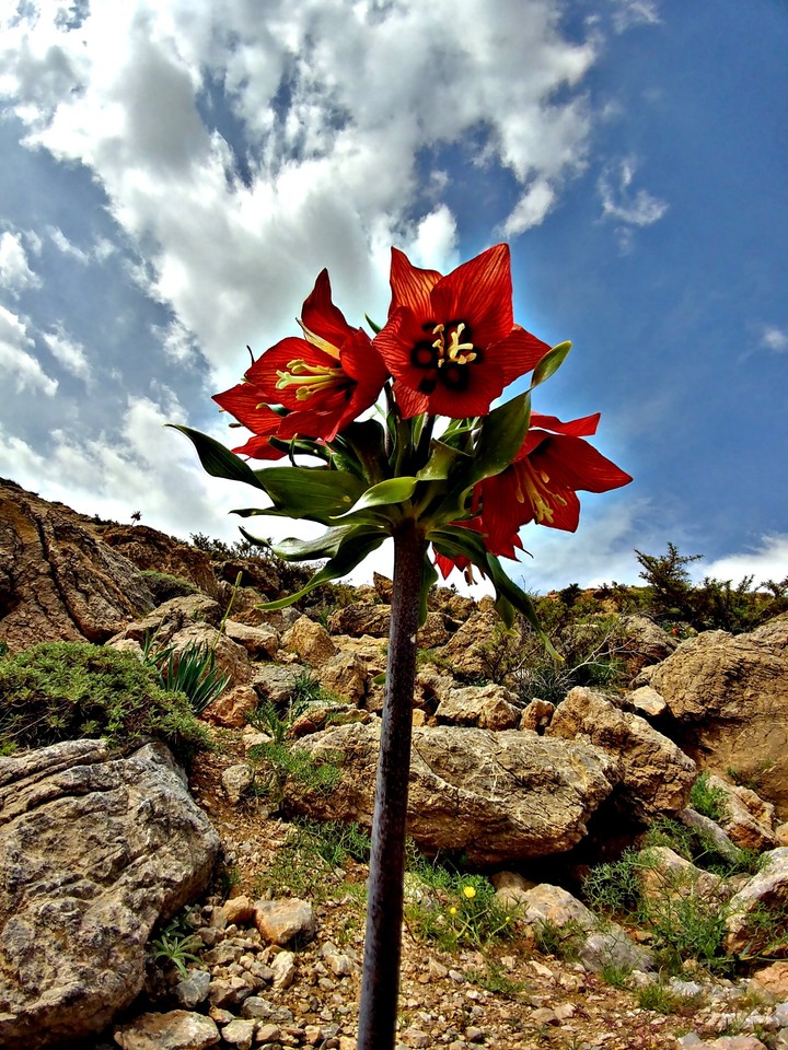 nice flower