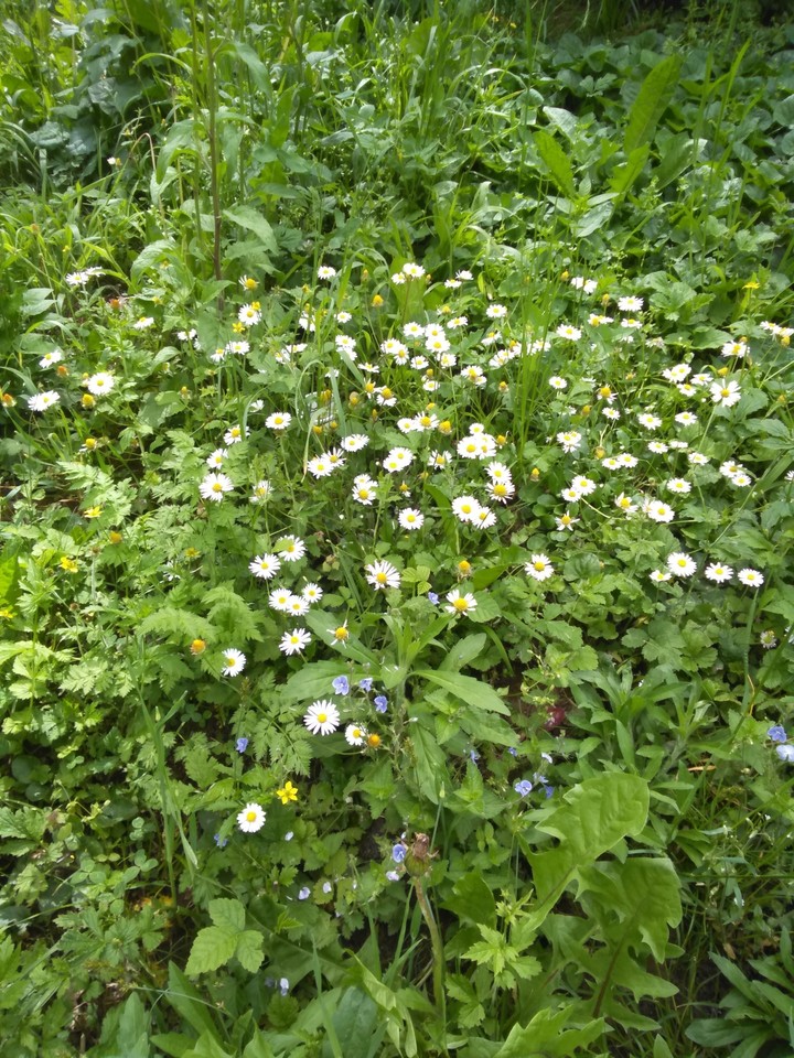 spring