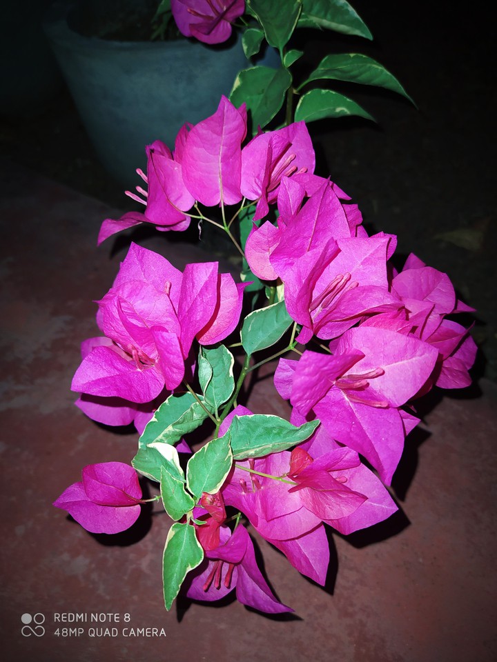 Bougainvillea Flowers