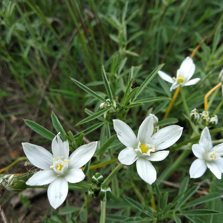 white flowers