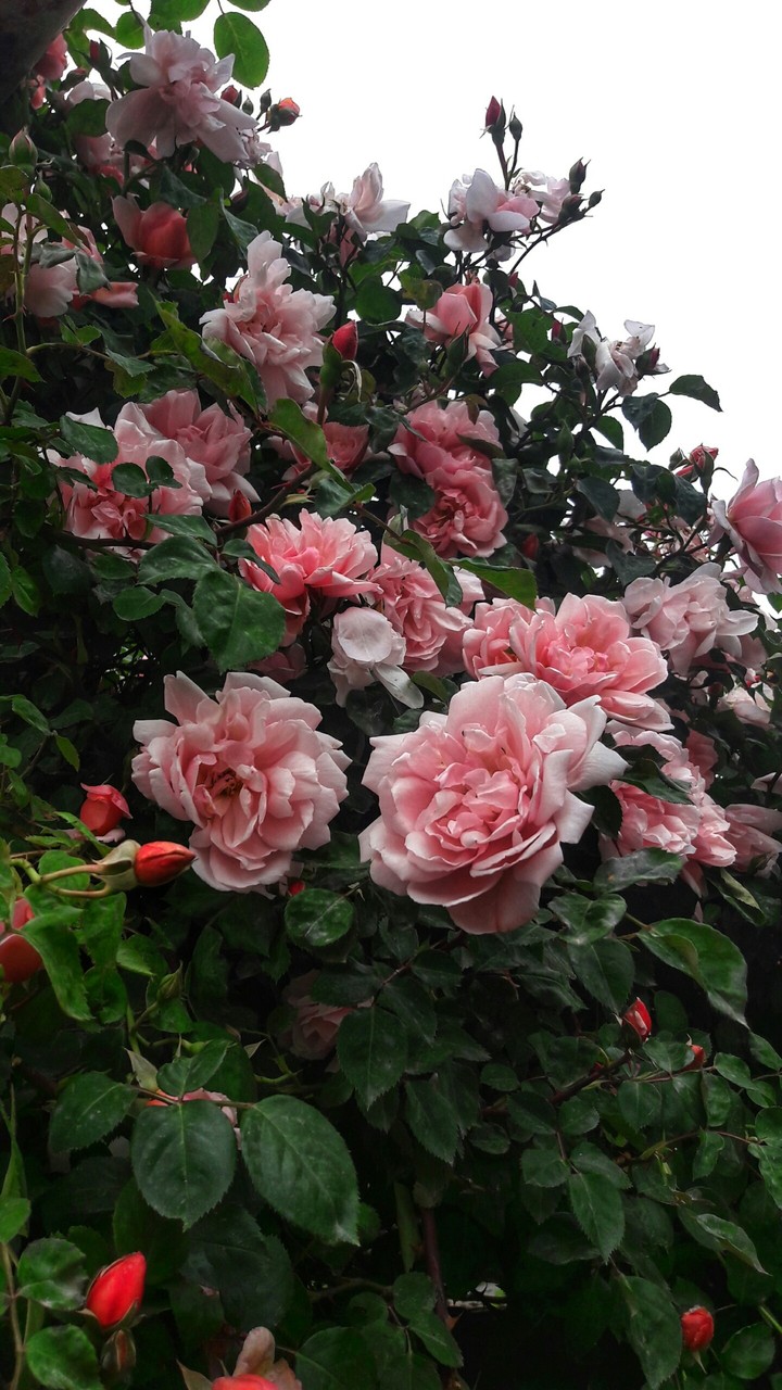 flowers